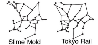 Illustration for article titled What Slime Molds And Subways Have In Common, According to Scientists